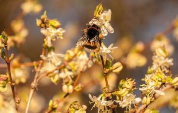 blossoms-4027793_1280