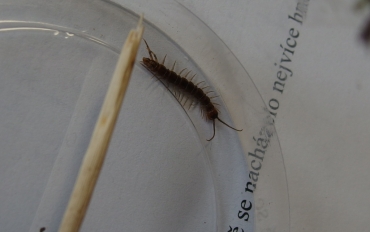 14.5. Ursus motýli 6.tř.  (31)